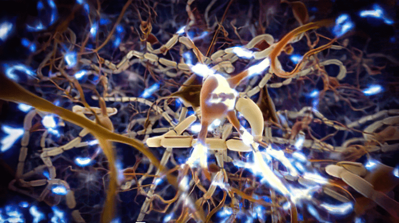 An inside look at the neuron network of the human brain