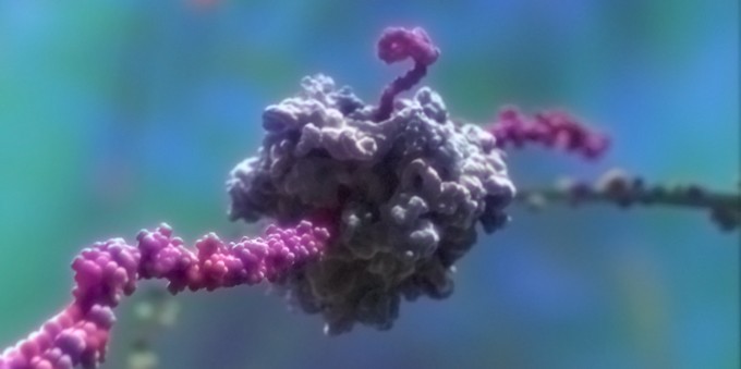 A completed render of a ribosome.