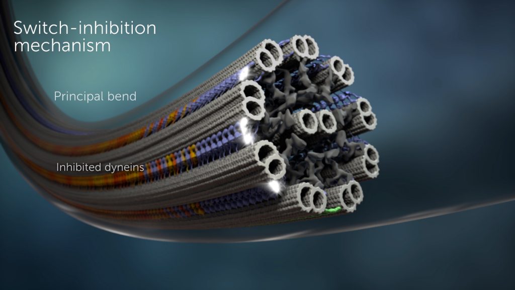 flagella structure