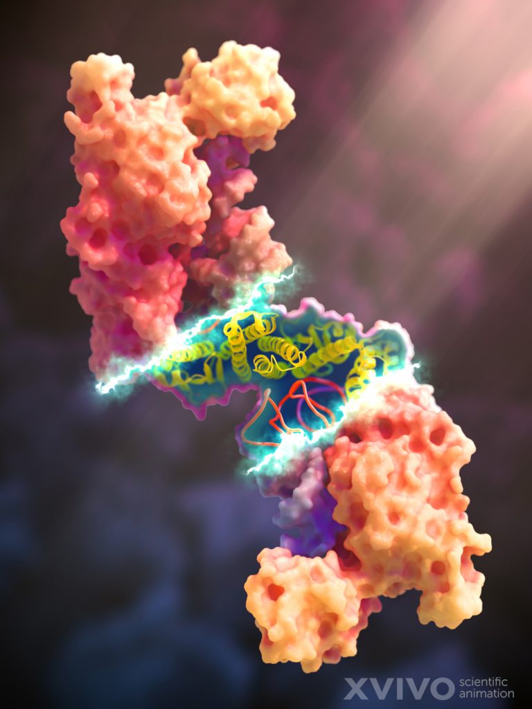 The ribbon structure inside a protein gives it a path and orientation.