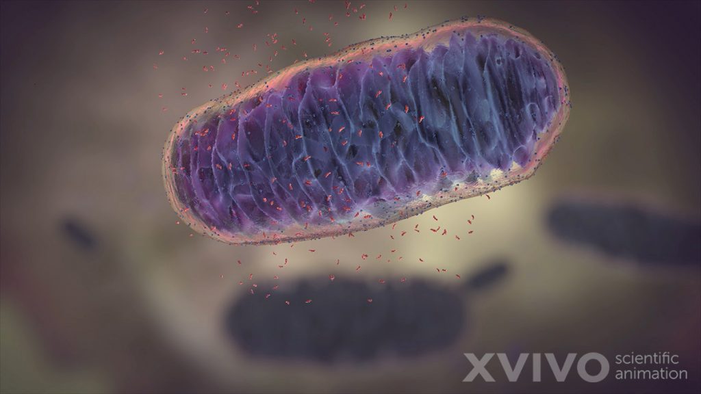 Mitochondria in action.