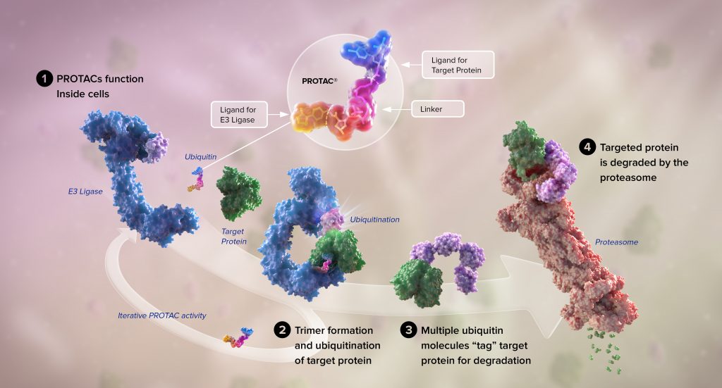 A detailed diagram shows the mechanism of action of PROTAC inside a cell