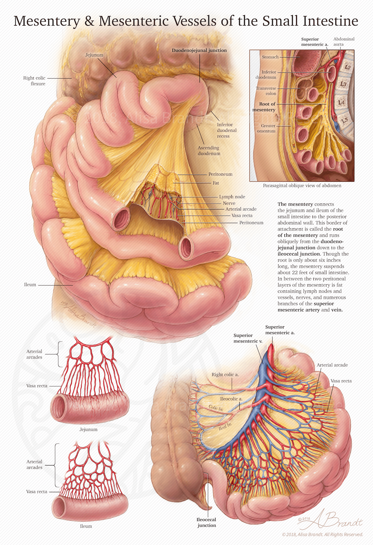 An illustration from Alisa's portfolio depicting the anatomy of the mesentery and mesenteric vessels of the small intestine, created during her studies at Johns Hopkins.