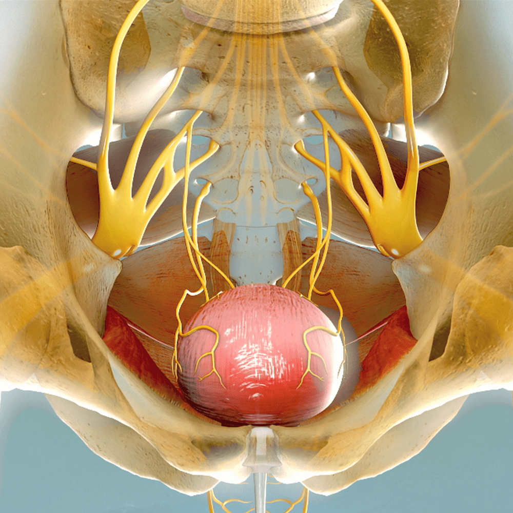 Bladder Anatomy