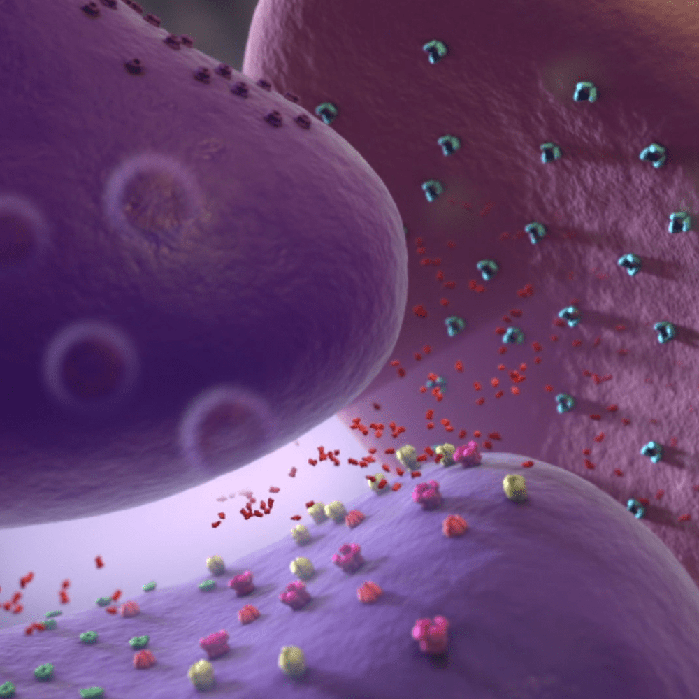 GLUTAMATE MODULATION