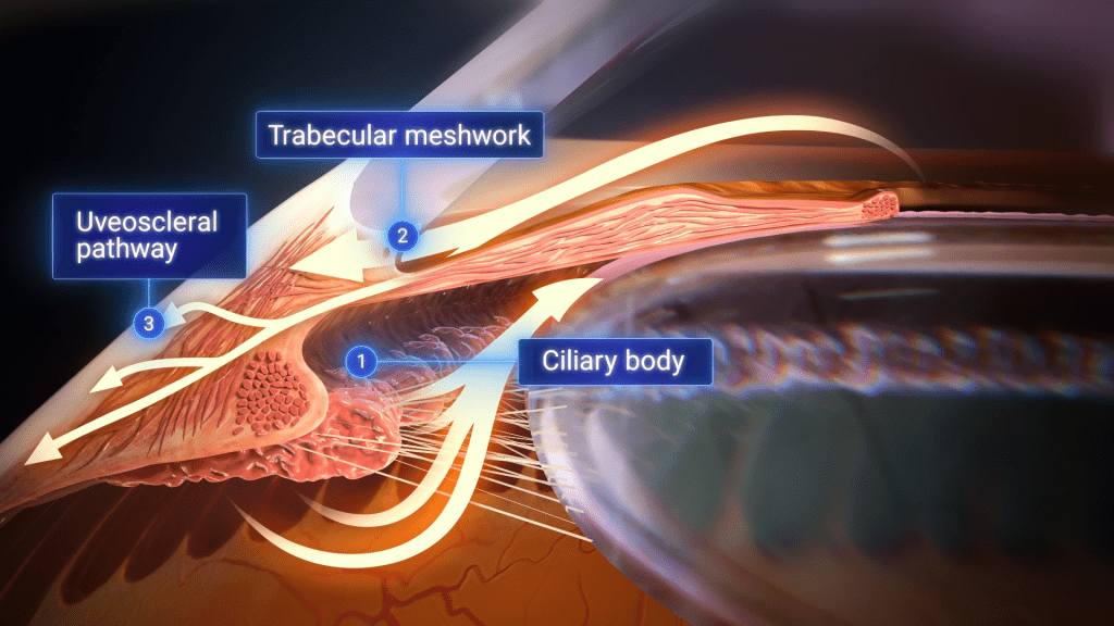 cross-sectional view of the retina