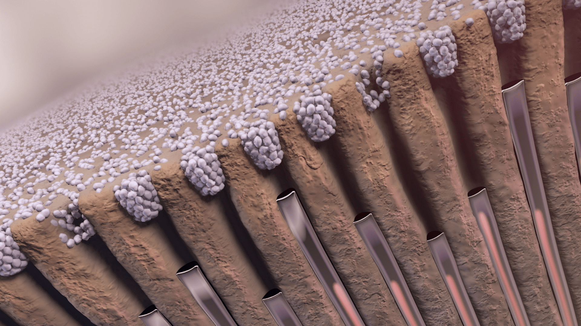 Listerine Case Study - Mouth Rinse Animation | XVIVO