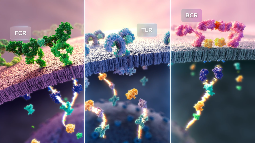 An artistic representation showcases proteins interacting with three types of cell receptors—FCR, TLR, and BCR—on a cell membrane. Colorful proteins bind to each receptor, highlighting BTK pathways and immune system processes pivotal in immune mediated diseases.