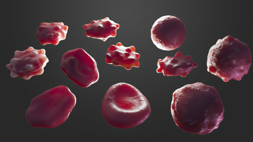 multiple red blood cells