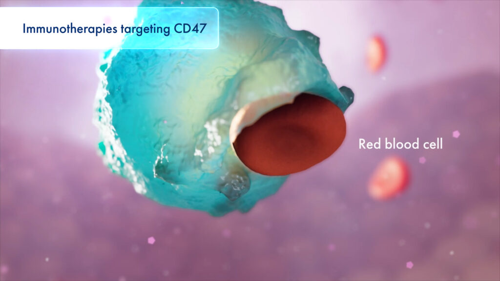 macrophage eating red blood cell