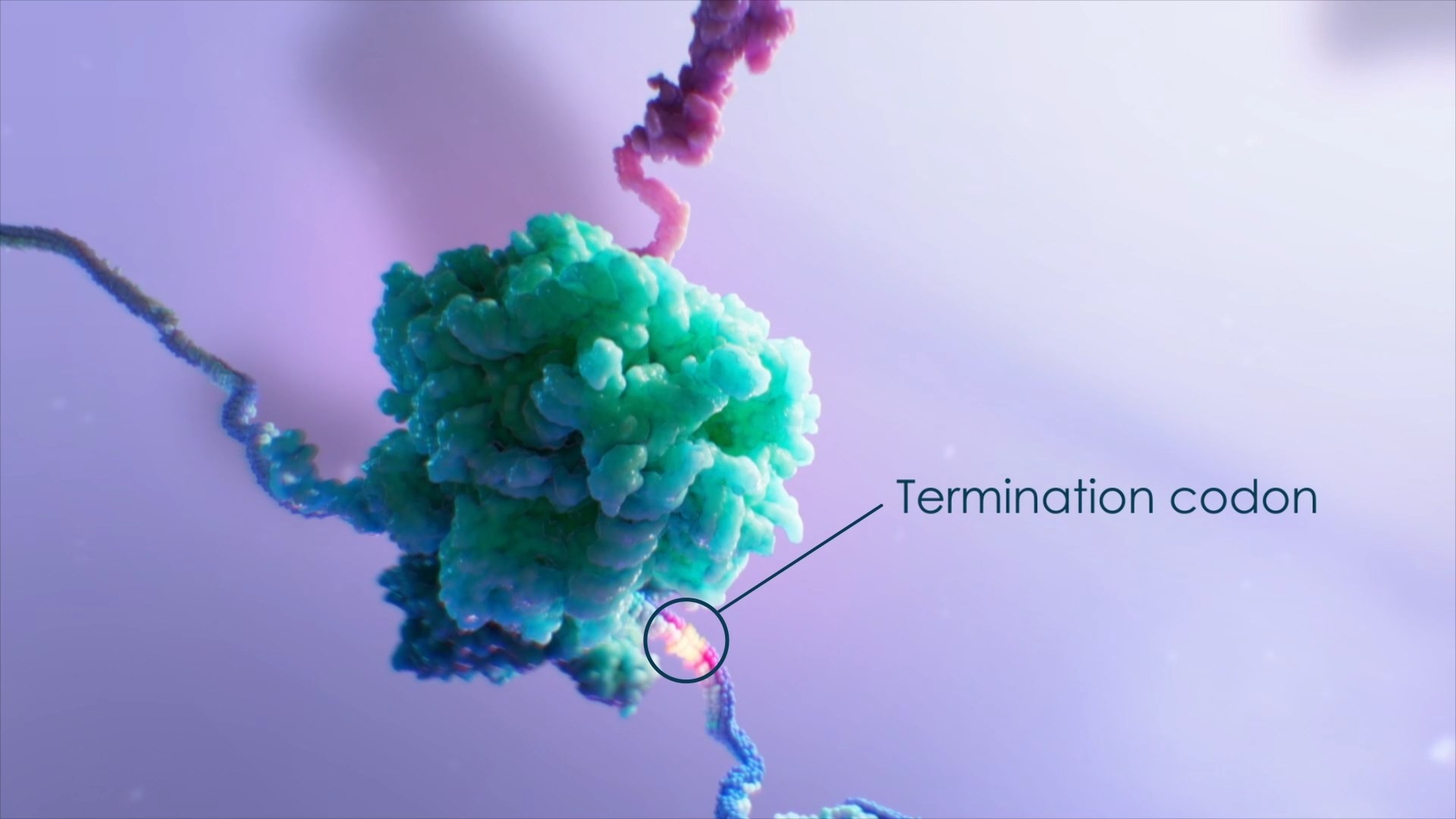 Ribosome Translation